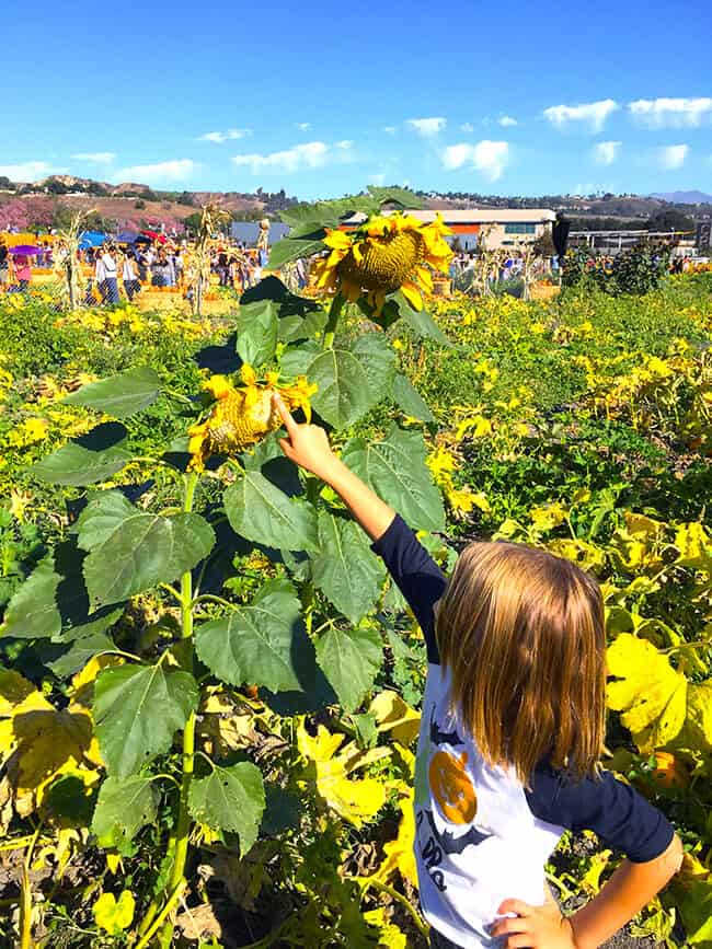 looking-at-a-sunflower-at-the-pomona-pumpkin-patch