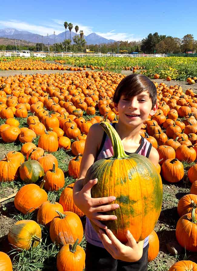 picking-out-a-pumpkin-at-the-cal-poly-pomona-patch