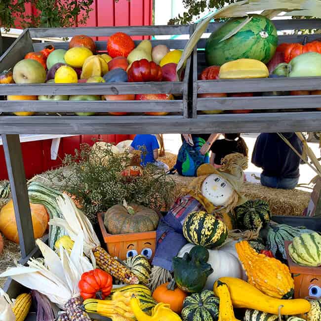 pumpkin-varieties-at-the-pomona-farm-store