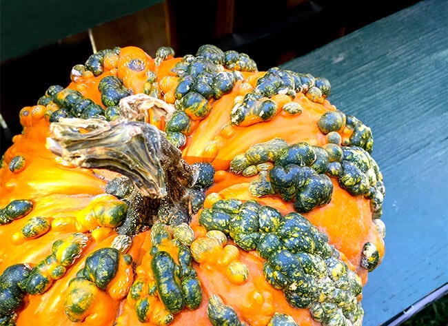 Irvine Park Railroad Pumpkin Patch Gourds