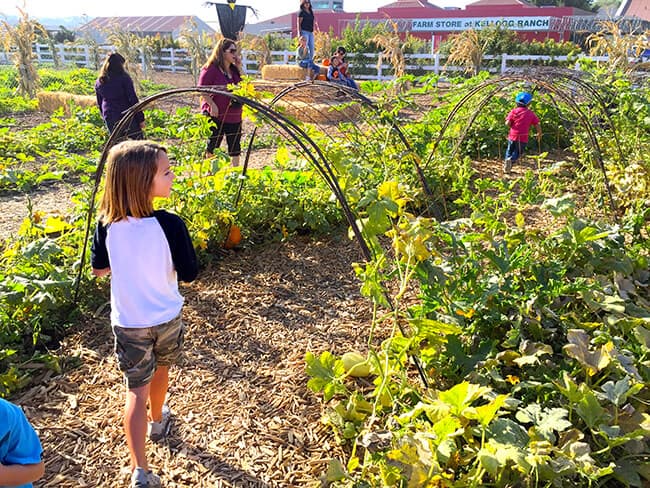 running-through-the-pumpkin-patch-tunnel