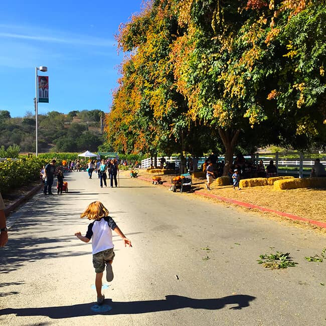 running-to-the-cal-poly-pomona-corn-maze