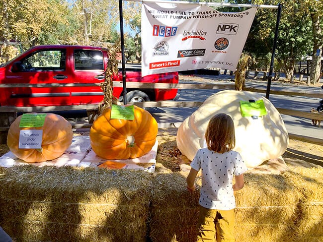 Irvine Park Railroad Pumpkin Patch Contest