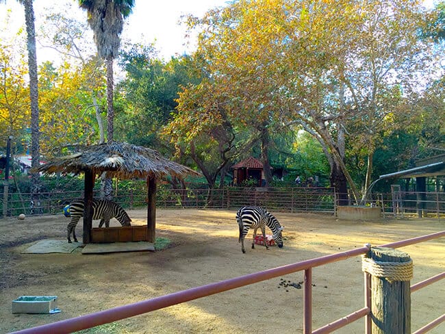 zebras-at-rancho-las-lomas