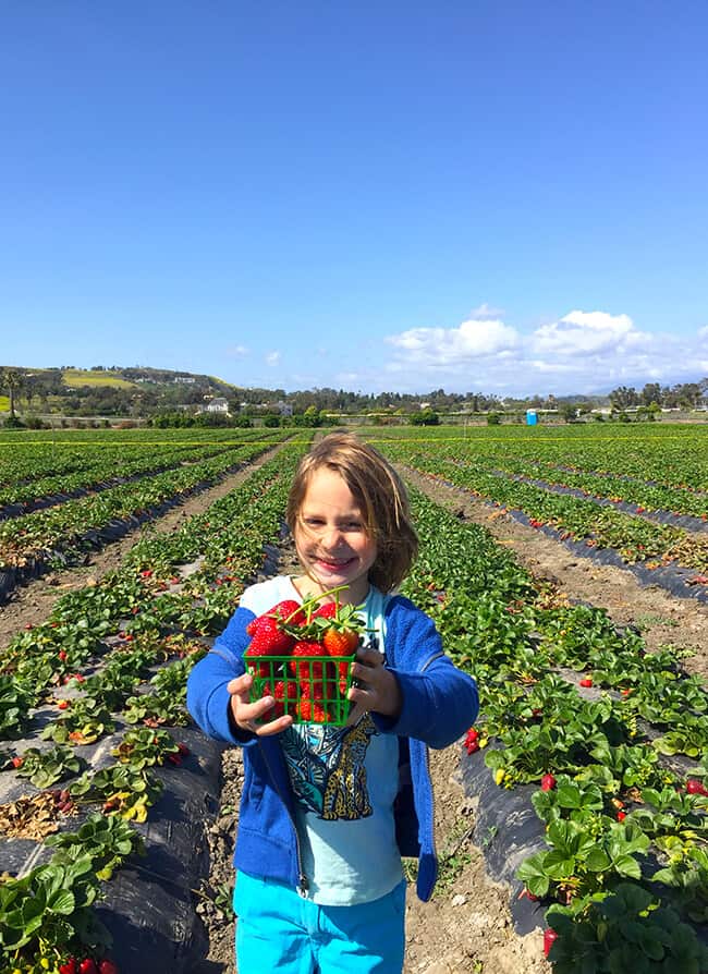 Strawberry Picking in San Juan Capistrano