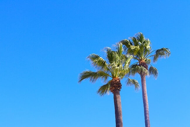 Orange County California Palm Trees
