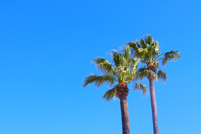 Orange County California Palm Trees