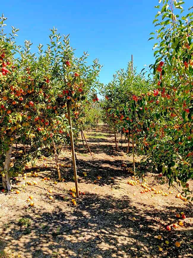 Guide to Apple Picking in Oak Glen Popsicle Blog