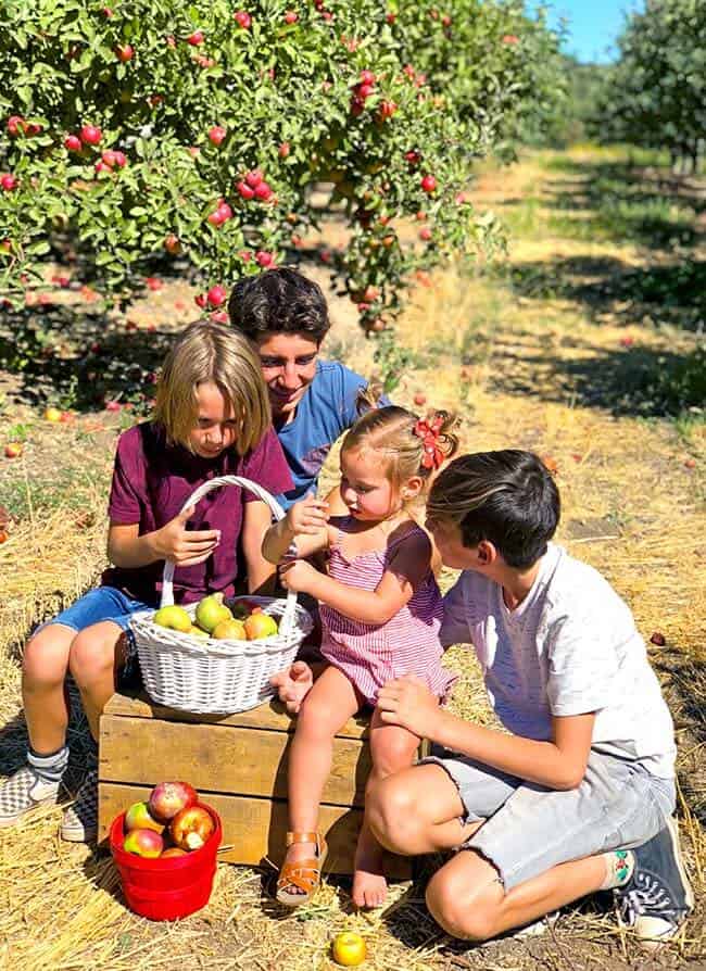 organic, pesticide free, apples, oak glehttn, local, fresh picked
