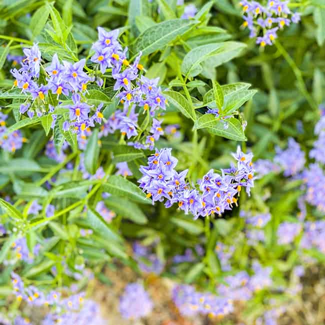 Niguel Botanical Preserve Flowers