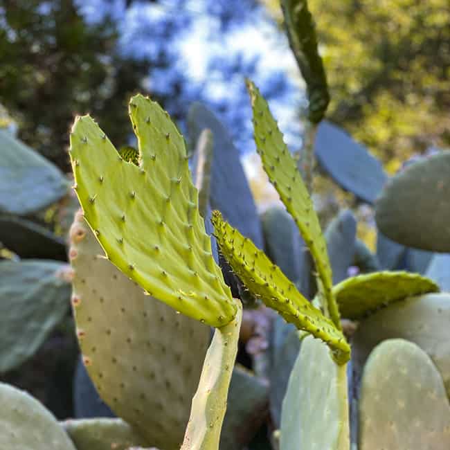 Niguel Botanical Preserve Cactus