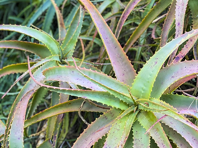 Niguel Botanical Preserve Succulents