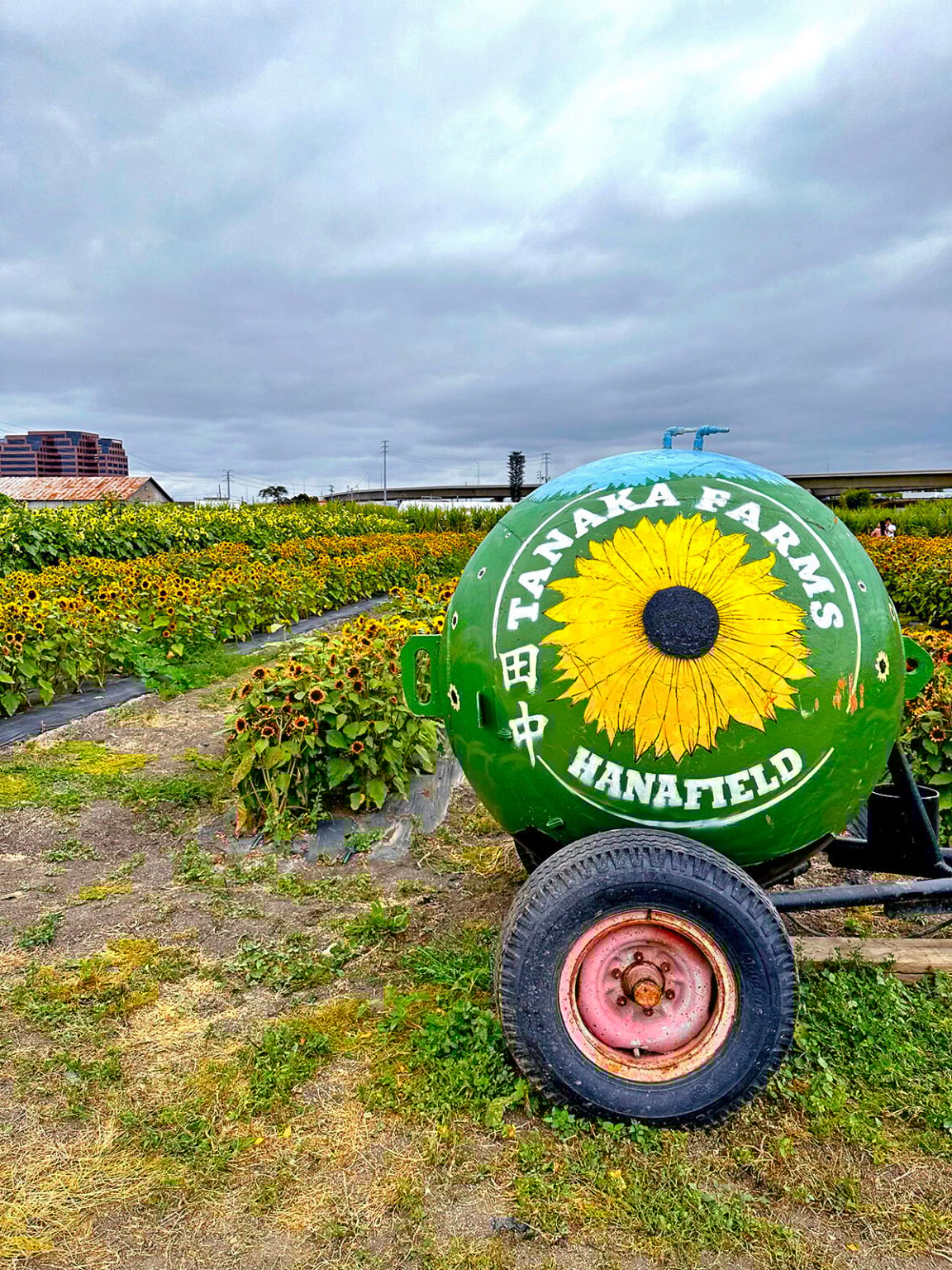 U-Pick Sunflowers at Hana Field in Costa Mesa - Popsicle Blog