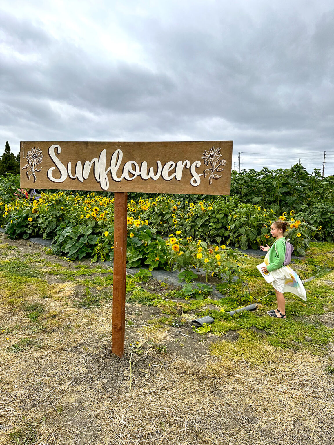 UPick Sunflowers at Hana Field in Costa Mesa Popsicle Blog