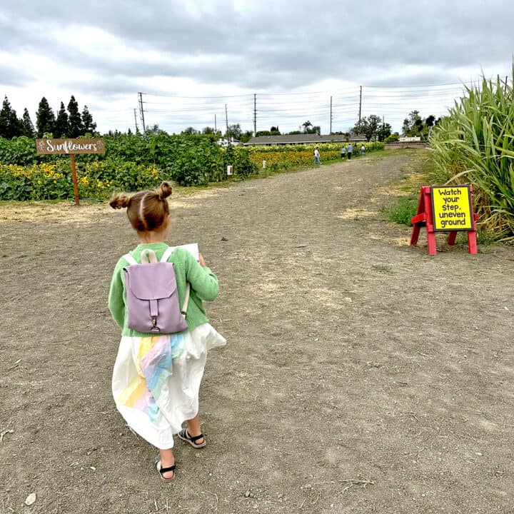 UPick Sunflowers at Hana Field in Costa Mesa Popsicle Blog